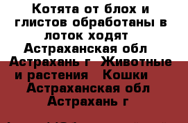 Котята от блох и глистов обработаны в лоток ходят - Астраханская обл., Астрахань г. Животные и растения » Кошки   . Астраханская обл.,Астрахань г.